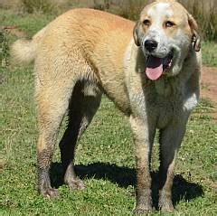 Dogs funny fight alabai vs little dog. Alabai Turkmen Central Asian Shepherd Dogs