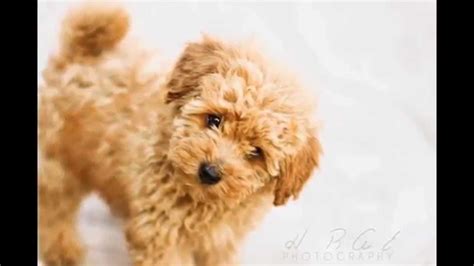 Top 20 Cutest Dog Breeds While Puppies Youtube