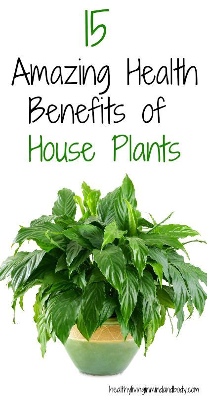 15 Amazing Health Benefits Of House Plants In 2020 Plant Benefits