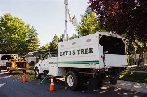 How Do You Determine The Cost Of Tree Removal Estimate