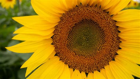 Download Wallpaper 1366x768 Sunflower Petals Flower Yellow Tablet
