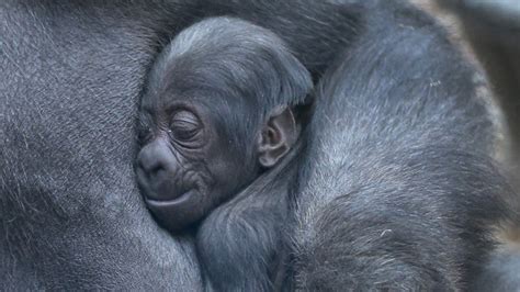 Franklin Park Zoos Newest Baby Gorilla Still Surprising
