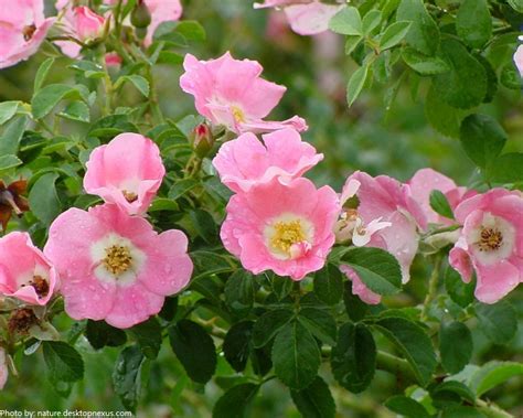 Interesting Facts About Roses Just Fun Facts