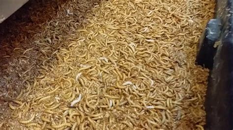 Large Scale Mealworms Production Ento Farm Youtube
