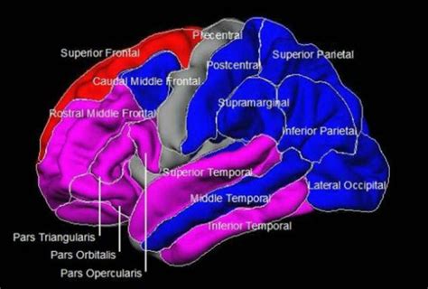 Understanding The Basic Biology Of Bipolar Disorder Neuroscience News