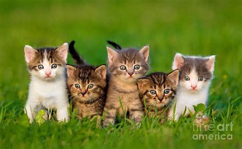 Group Of Five Little Kittens Sitting Photograph By Grigorita Ko
