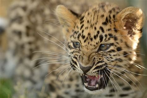 Animal Body Part Big Cat Safari Animals Wildlife Amur Leopard