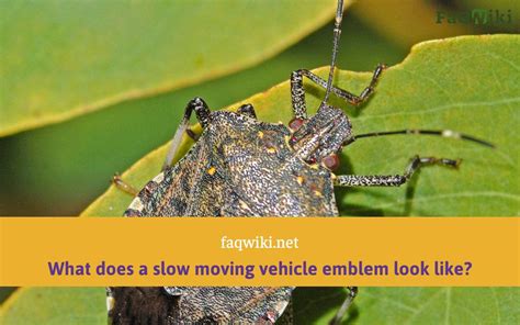 What Does A Stink Bug Look Like At Free
