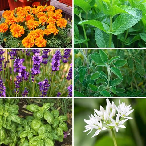 10 Plants Mosquitoes Hate And Repel Them Naturally Diy And Crafts