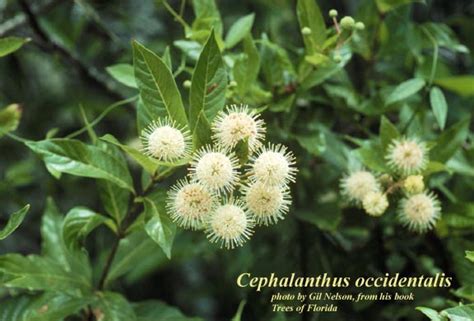Cephalanthus Occidentalis Coastal Plain Plants Wiki