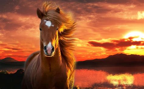 Majestic Horse Animal Wallpaper 167 1440x900 Wallpaper Hd Wallpaper