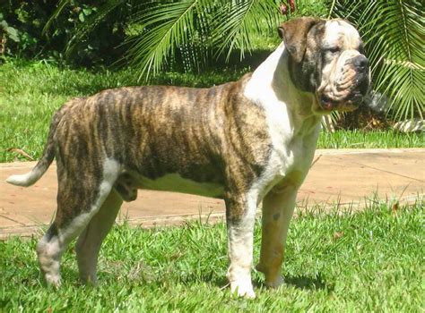 brazilian bulldog  full profile   campeiro bulldog  heart brazil