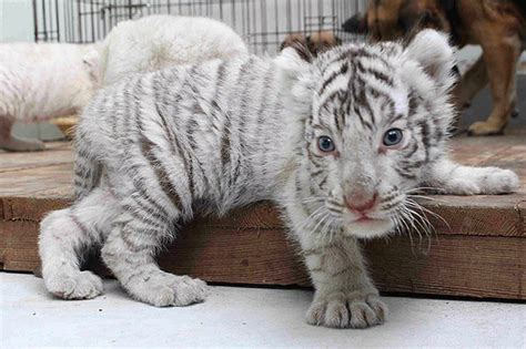 Rare White Tiger Cubs Ready To Leave Their Dog Mother Mirror Online