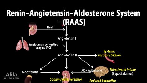The Reninangiotensinaldosterone System Raas Animation Youtube