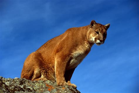 Female Mountain Lion Confirmed In Southeast Nebraska