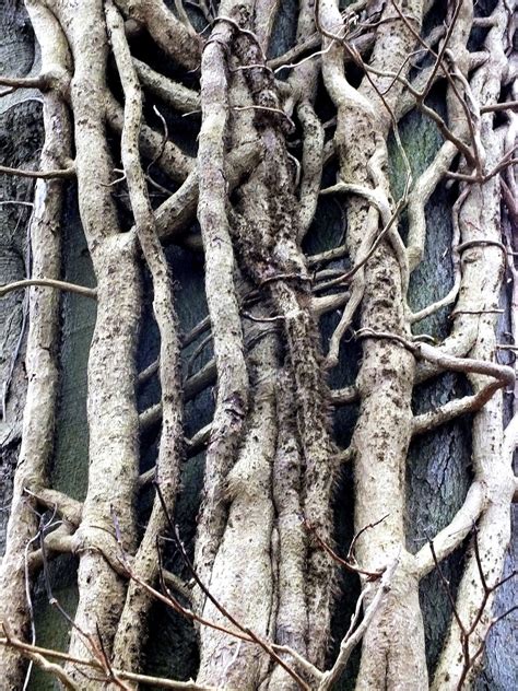 Tendrils Woody Root Plexus Tree Free Photo On Pixabay Pixabay