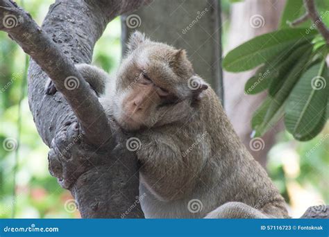 Monkeys Sleeping Stock Image Image Of Natural Forest 57116723