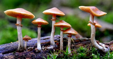 A Trip To Michigan Decriminalized Magic Mushrooms Member Blogs