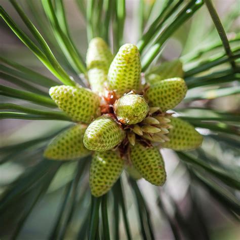 Ponderosa Pine Pollen Cone Macro Photograph By David M Porter Fine