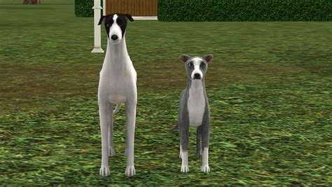 Critique For Dogs Sims Kennel Club Dogs Whippet Italian Greyhound