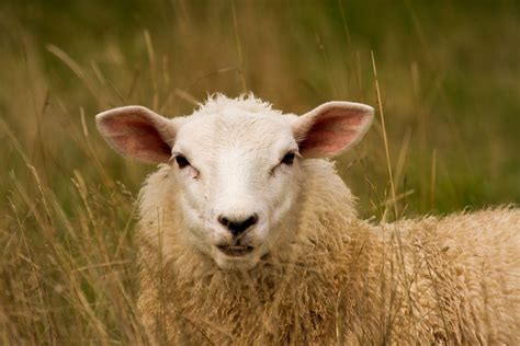 Sick Sheep Attacker Strikes Again As More Animals Mutilated And Killed