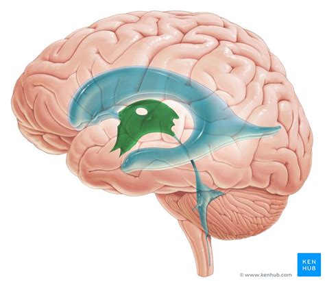 Epithalamus Anatomie And Funktion Kenhub