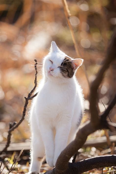 Japanese Photographer Takes Beautiful Sun Kissed Photos Of Cats Bored