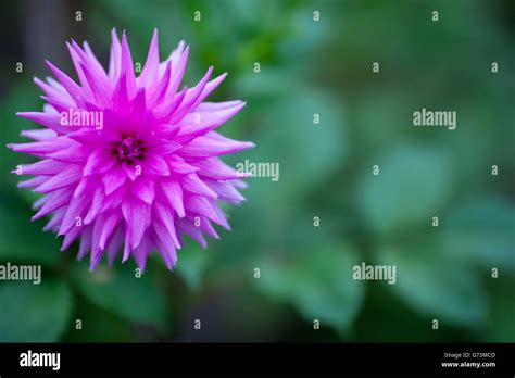 Full Bloom Dahlia High Resolution Stock Photography And Images Alamy