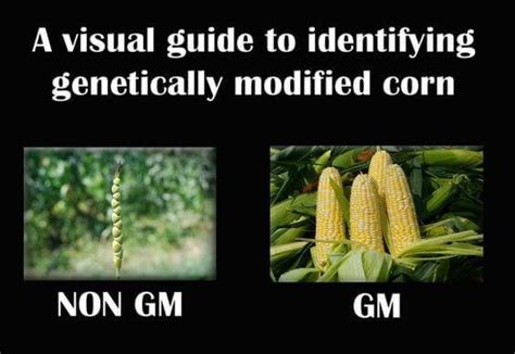 10 Gmo Memes Backed Up By Science Genetic Literacy Project