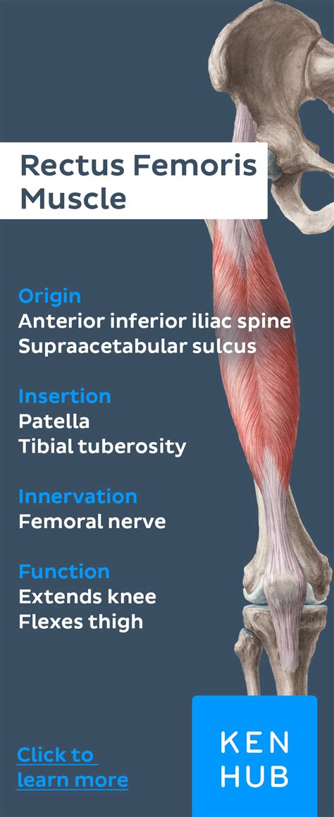Quadriceps Femoris Muscle Muscle Anatomy Human Anatomy And Physiology Anatomy And Physiology