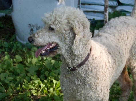 La Experiencia De Tener Un French Poodle Como Mascota Farmacia