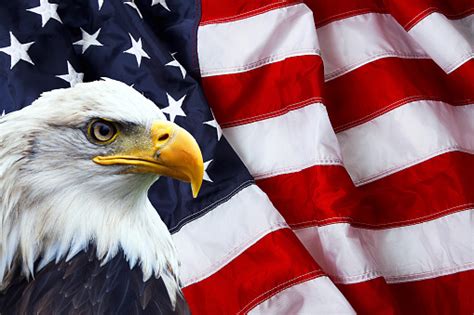 Patriotic North American Bald Eagle On American Flag Stock Photo