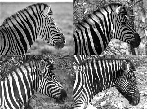 Why Does A Zebra Have Stripes — The Nature Institute