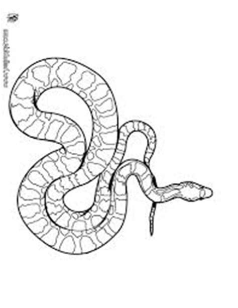 Snake and monkey adult coloring pages rainforest coloring pages see more. Larget Amazon Snake Anaconda Coloring Page : Coloring Sky
