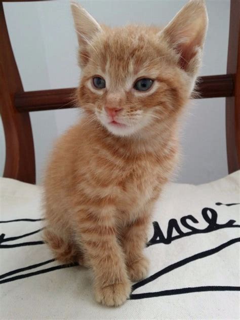 Ginger Tabby Kitten Still Available In Twickenham London Gumtree
