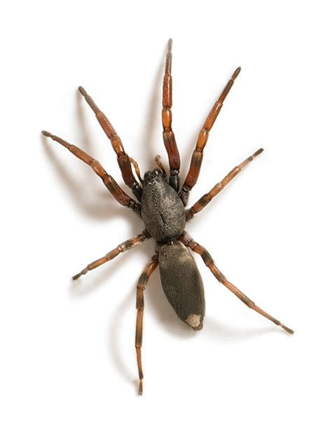 10 Most Dangerous Spiders In Australia Rotary Club Of Kenwick