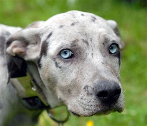 Find the newest catahoula leopard dog meme. Louisiana Catahoula Leopard Dog Info, Temperament, Puppies ...