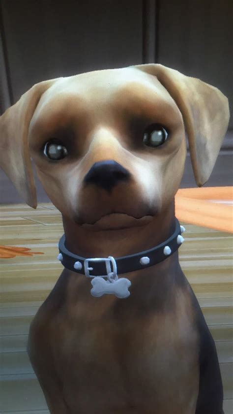 Cute Mixed Breed Dogs Sims 4 Cutedoggalery