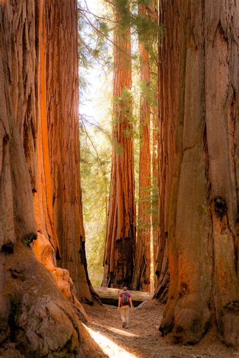How To Spend A Few Days In Sequoia And Kings Canyon National Park — Noahawaii