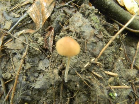 9 10 11 Fall Ohio Findsupdatepics Mushroom Hunting And