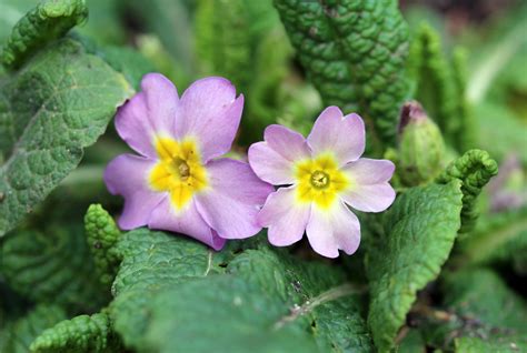 Primrose An English Wood