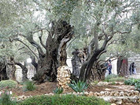 Why Is The Garden Of Gethsemane Important A Guide South Slope News
