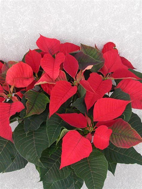 Prestige 2004 Height Control Poinsettia Cultivation Commercial Floriculture