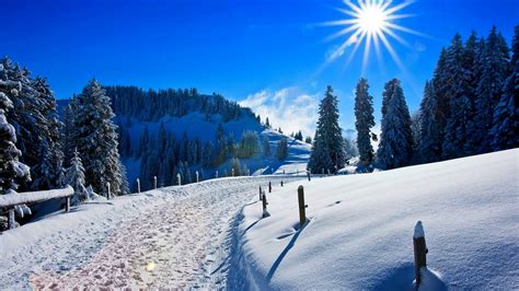 Wallpaper Sunny Day Winter Snow Covered Pine Trees