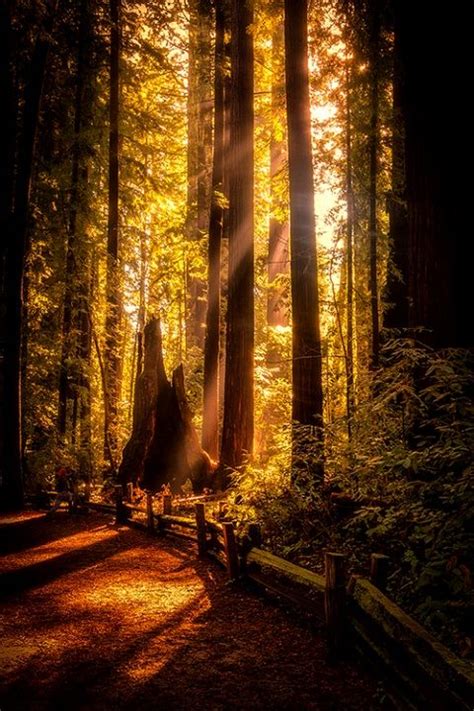 Redwoods Scenery Landscape Beautiful Places