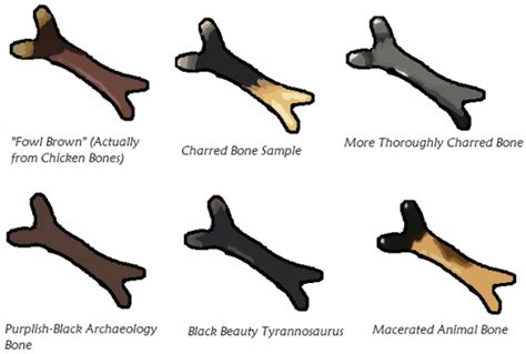 Dandelion S Tumblr Blog A Rainbow Of Bones Resource On Skeleton