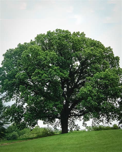 Bur Oak Tree For Sale Online | The Tree Center