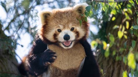Red Panda Ailurus Fulgens Marwell Zoo