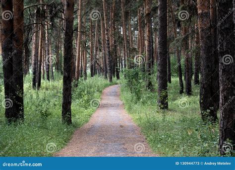 Walk In The Fresh Air Along The Health Path In The Pine Forest Pine