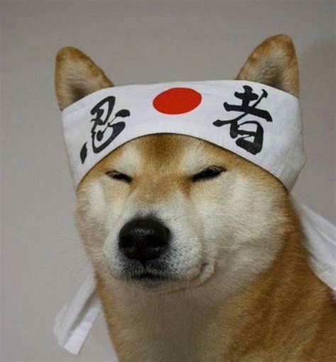 Karate Doge Scrolller